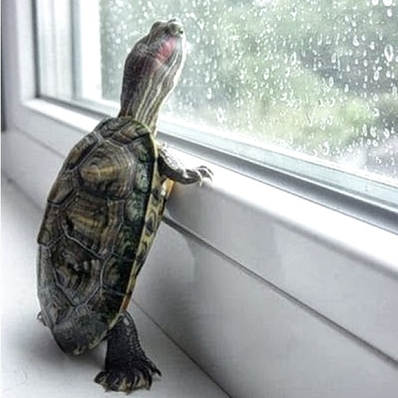 Meet your Posher, Bet - Picture 1 of 1